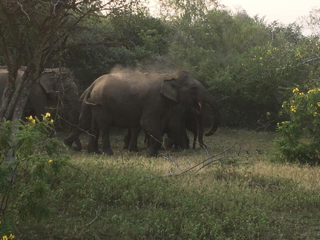Elephant Camp Guest House Tissamaharama Luaran gambar
